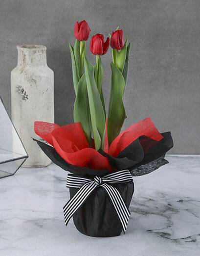 Thank You So Much Red Tulip Pot Gift