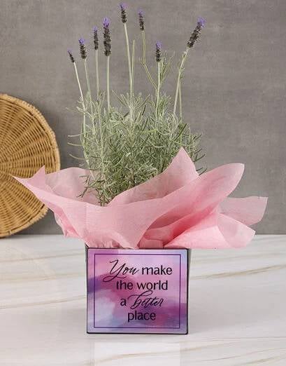 Mothers Day Spanish Lavender Black Box