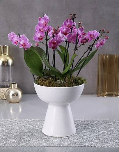 Pink Charming Orchids in a Luxe Vase