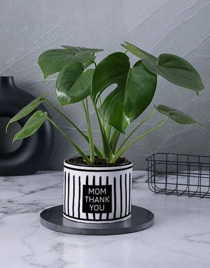 Mom Loves Monstera