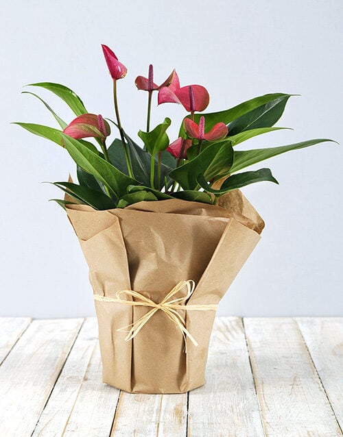 Anthurium in Craft Paper (Red)