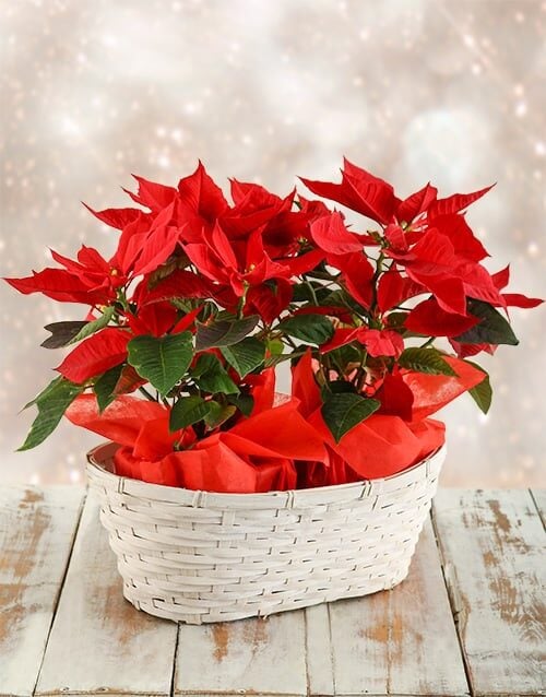 Double Poinsettia Basket