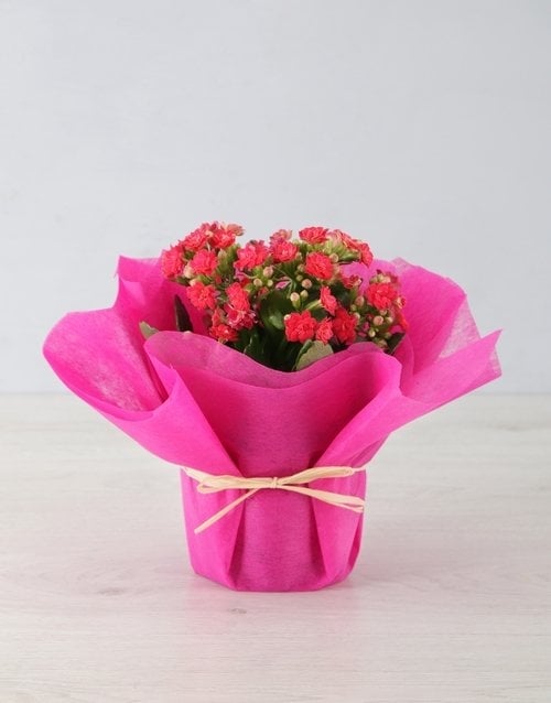 Colourful Kalanchoe In Tissue Paper (Pink)