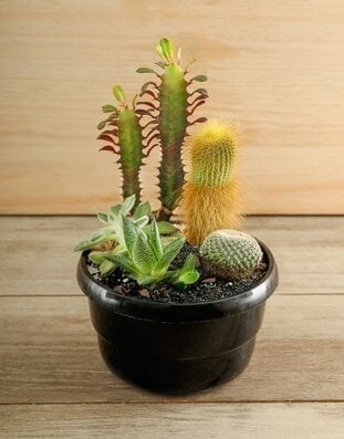 Cactus Garden