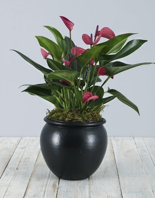 Pink Anthurium in Black Pottery
