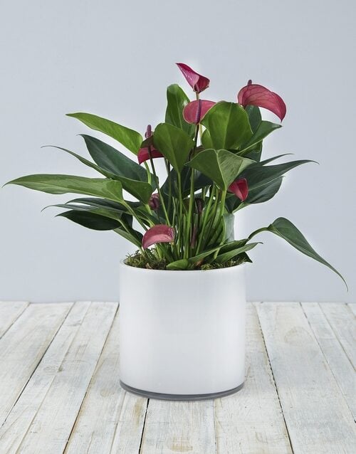 Pink Anthurium in White Cylinder Vase