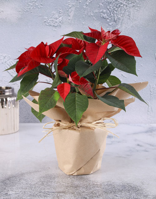Poinsettia Wrapped in Craft Paper