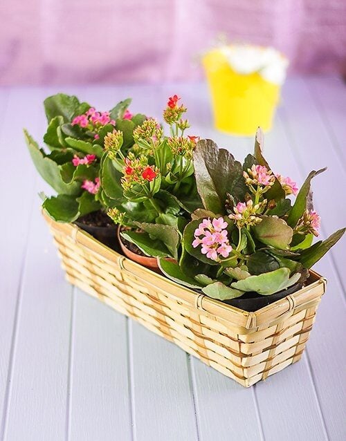 Three Kalanchoe In A Basket