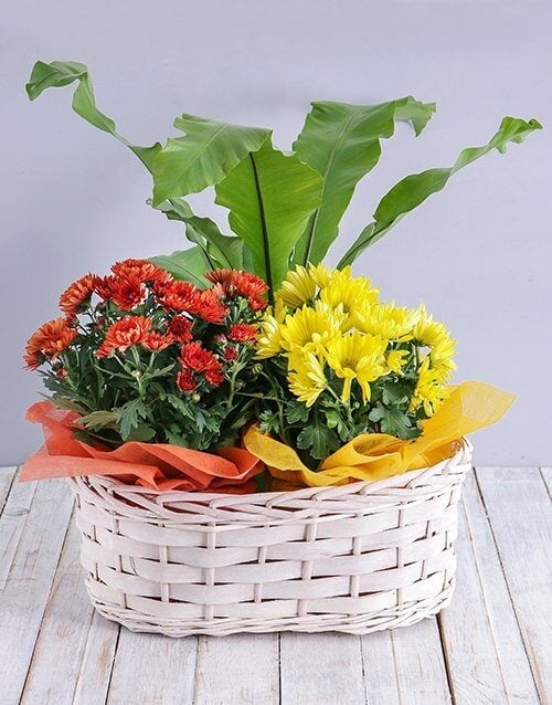 Mix Of Flowering Plants In A Basket