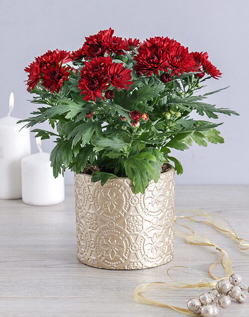 Maroon Chrysanthemum Pot