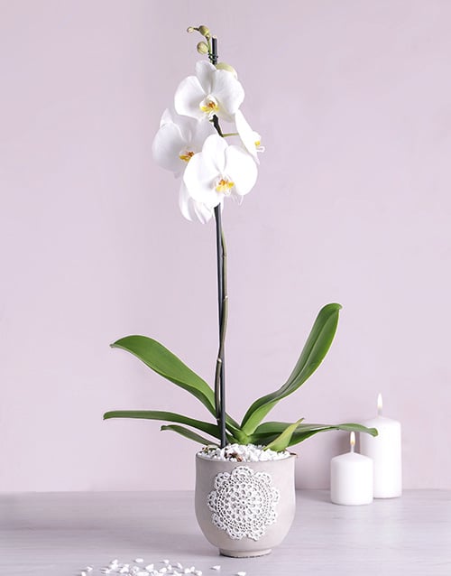Phalaenopsis Orchid in Doilie Pot (Pink)