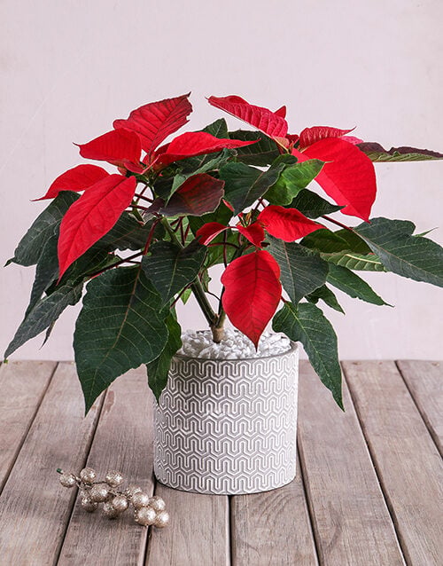 Poinsettia in Cement pot with White Detail