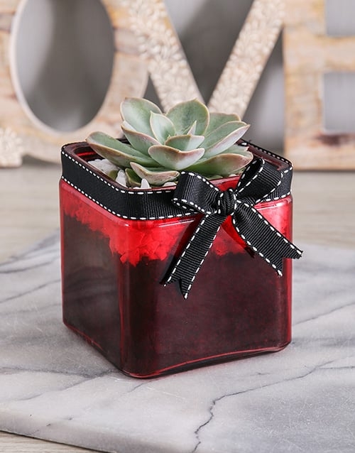 Mini Succulent Vase