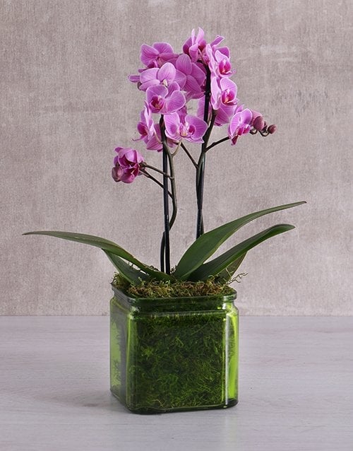 Mini Orchids In A Square Green Vase (Midi Pink)
