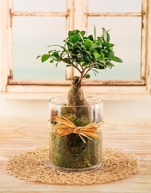 Bonsai Tree in a Cylinder Vase
