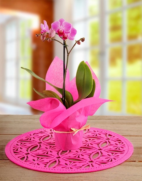 Midi Phalaenopsis Orchid Wrapped In Pink (Pink)