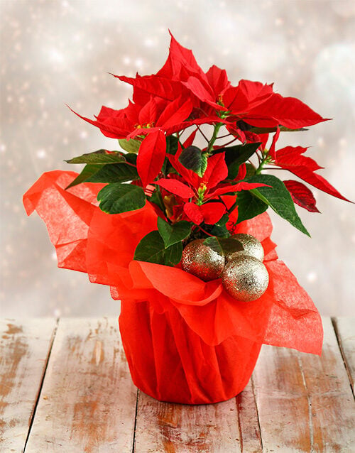 Festive Season Poinsettia