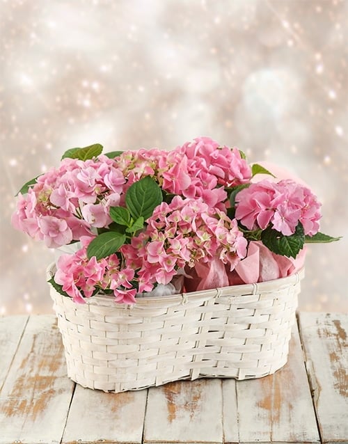 Triple Pink Hydrangea Basket