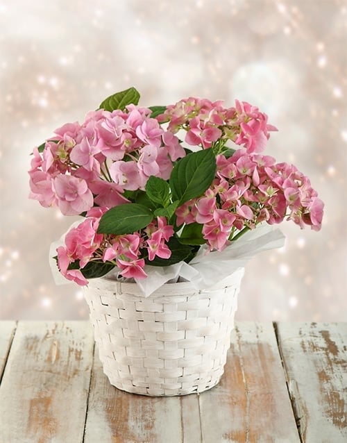 Pink Hydrangeas in White Wash Basket