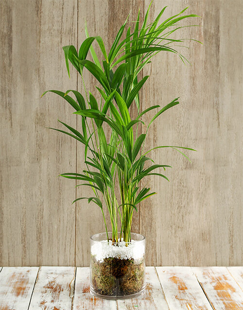 Rain Forest Delight Bamboo Plant (Standard)