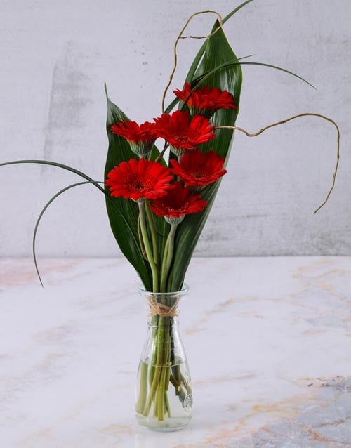 Red Stepped Gerberas