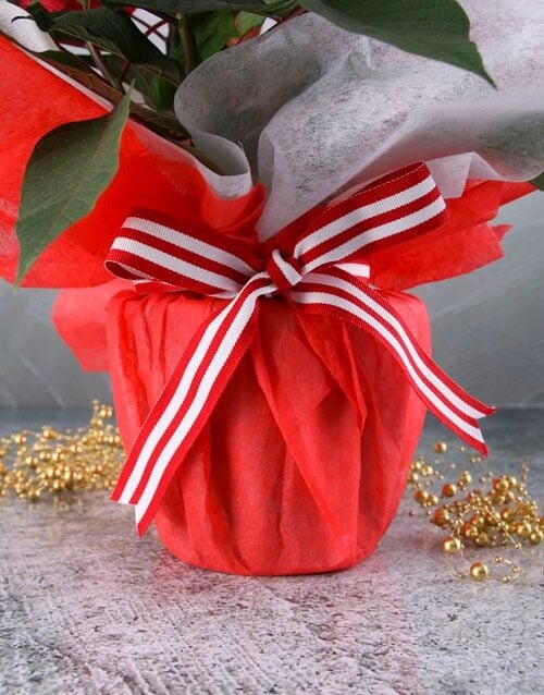 Poinsettia in Red Wrapping