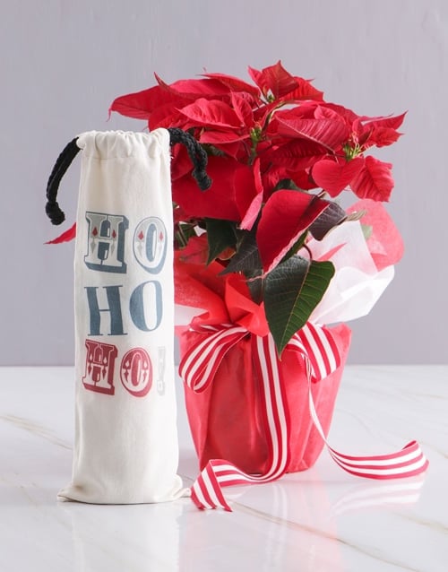 Festive Poinsettia with Red Wine