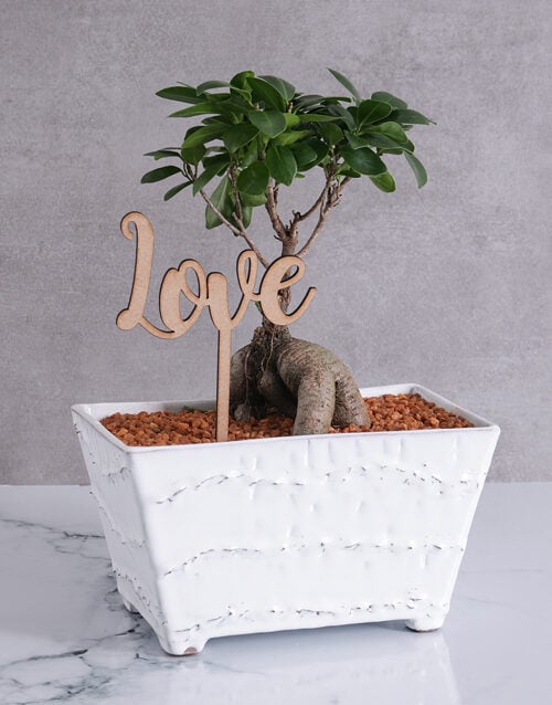 Ficus Bonsai with Love in a Rectangular Pot
