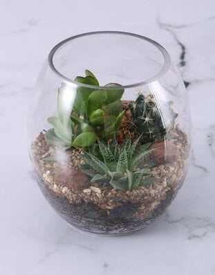 Large Succulent Fish Bowl Terrarium (Standard)
