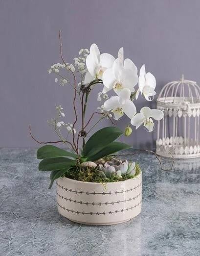 Midi Orchid Garden In A Pot