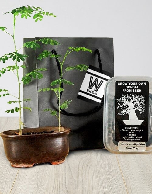 Grow Your Own Bonsai Vibrant Sensations
