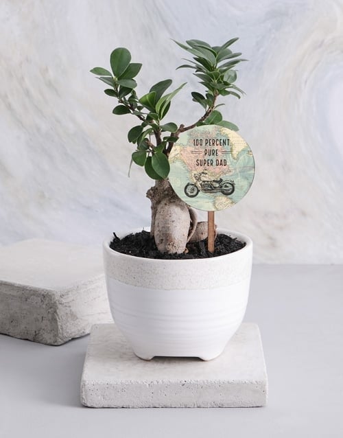 Adventurous Ficus Ginseng In A White Ceramic Pot