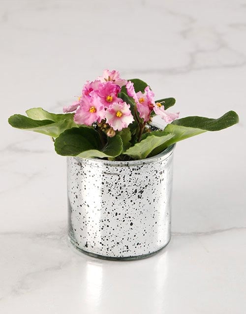 African Violet Surprise (Standard)