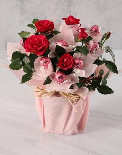 Cerise Rose Bush And Chocolates