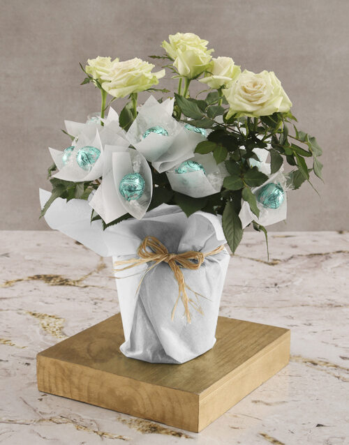 White Rose Bush And Chocolates