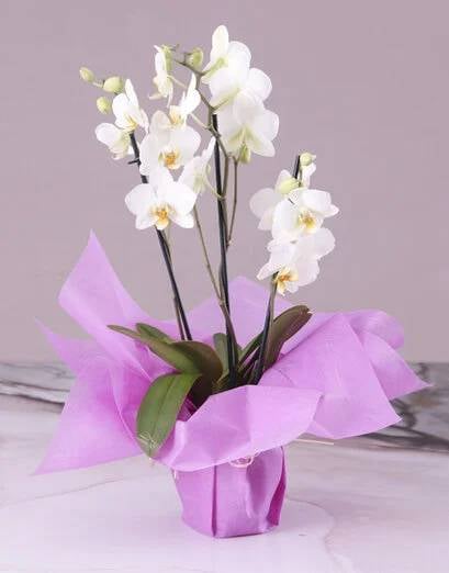 Serene Pink Midi Orchid