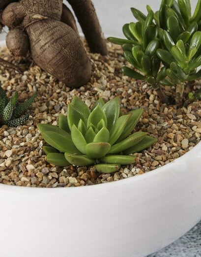 Rock Garden Bonsai Bowl