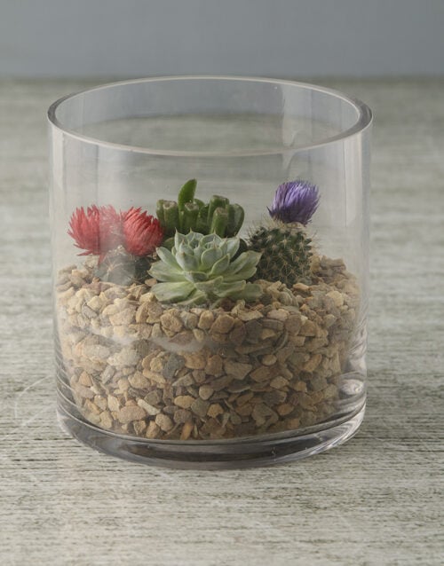Serene Cactus And Succulent Mix