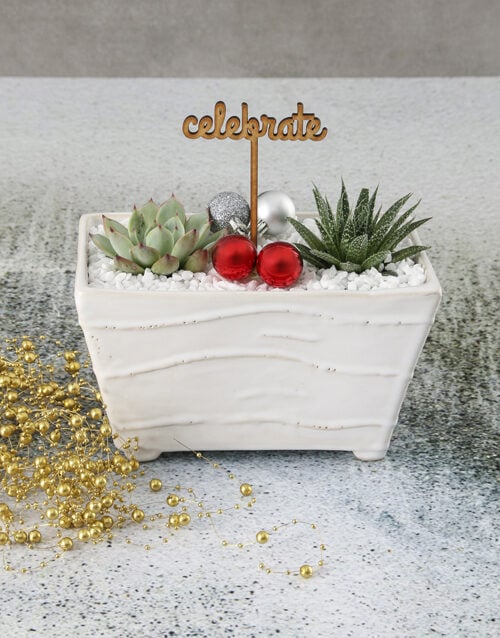 Celebratory Succulent In Ceramic Pot