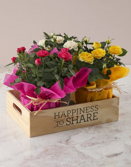 Happiness to Share Trio