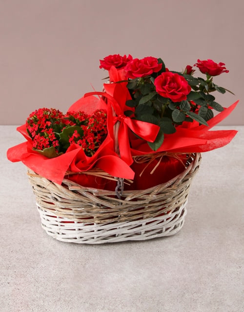 Rose Bush in a Wooden Basket (Pink)
