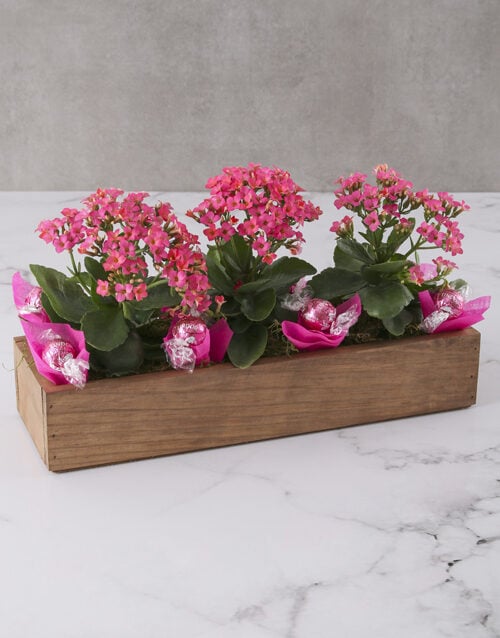 Kalanchoe Flowers In A Wooden Crate (Yellow)