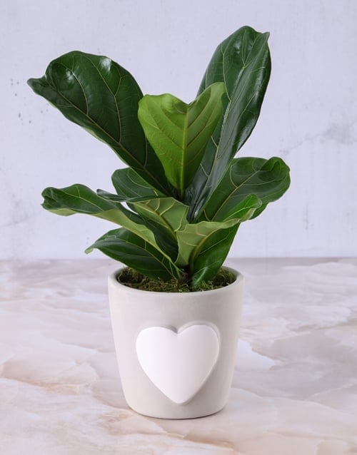 Loving Ficus In Heart Pot (Standard)