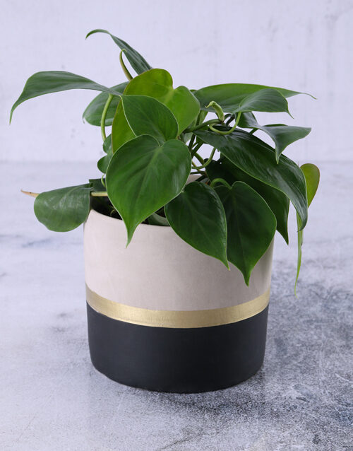 Heart Leaf Plant In Gold Striped Pot