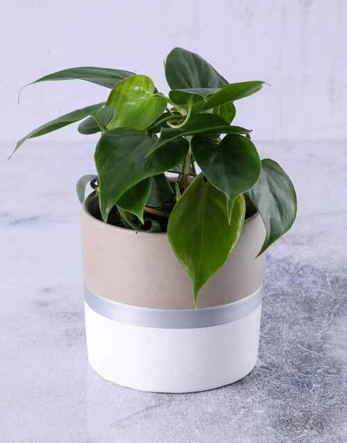 Heart Leaf Plant In Silver Striped Pot (Standard)