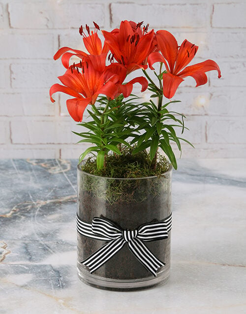 Vivid Liles In Vase