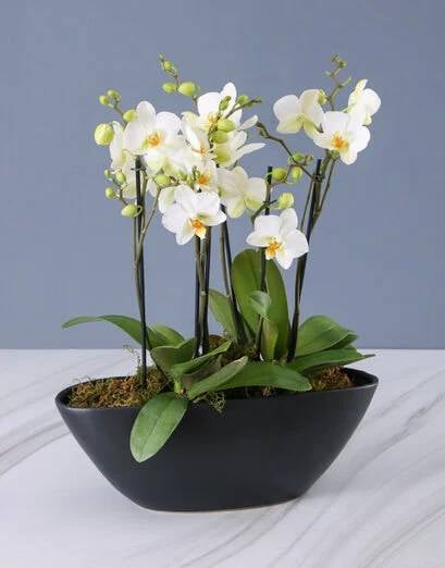 Midi Phalaenopsis Orchid And Coffee Set (Standard)