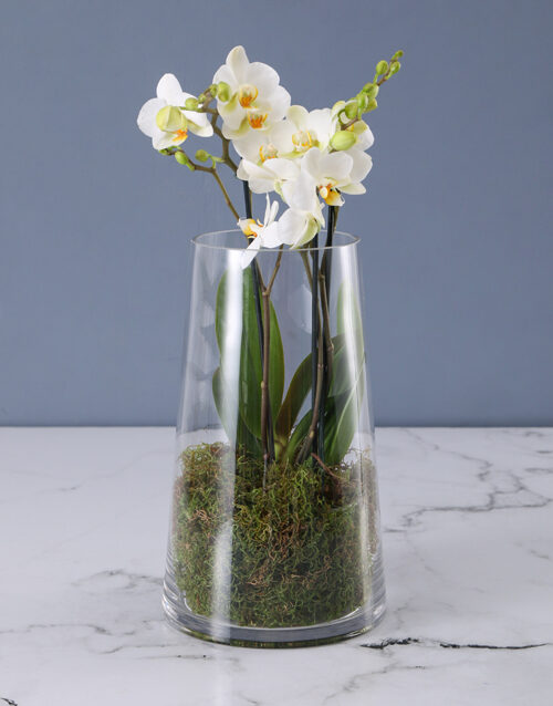 Fantastic Fairy Orchid Arrangement (Standard)