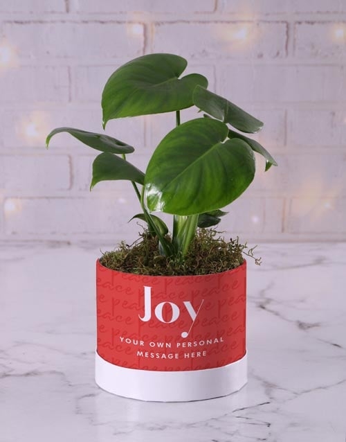 Festive Joy Monstera (Standard)