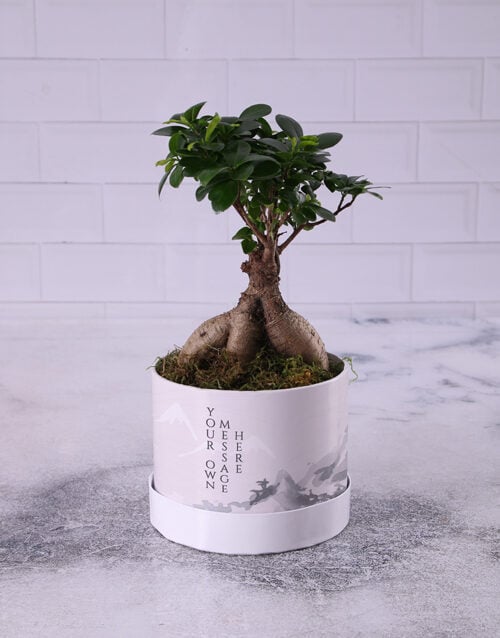 Ficus Ginseng Bonsai In Wrapped Hat Box (STANDARD)